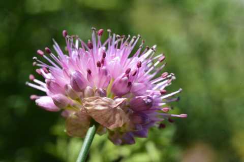 Allium ducissae